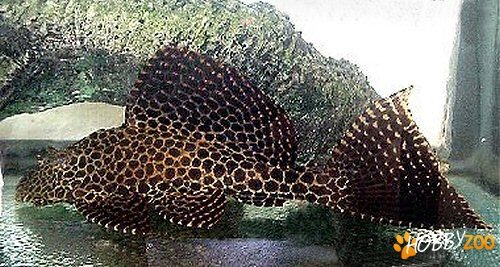 Pterygoplichthys gibbiceps