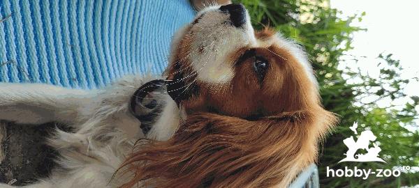 king charles spaniel mascul pt monta