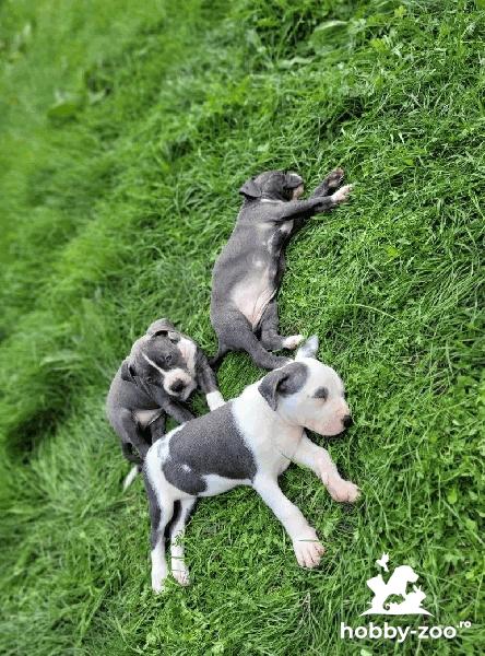 American PitBull Terrier catelusi de vanzare