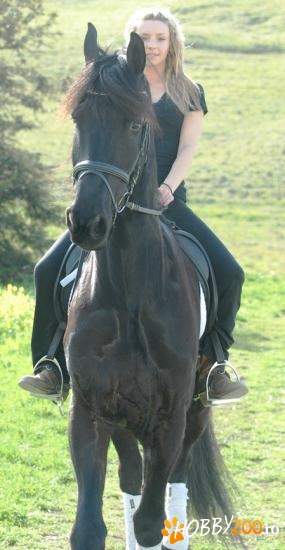 Cal Friesian minunat Iapa