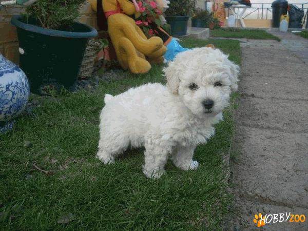 Vand catei de rasa Caniche Pitic