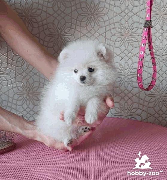 Pomeranian de buzunar 