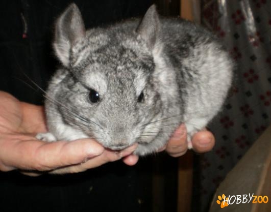 chinchilla masculi si femele