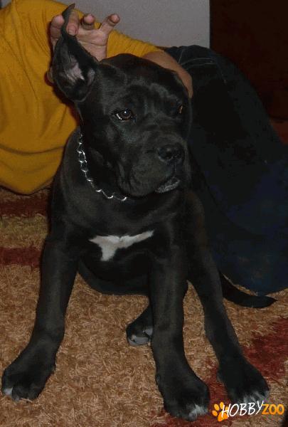 pui cane corso