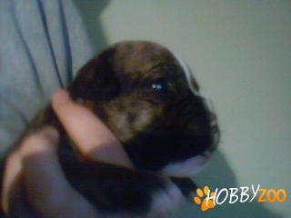 Pui boxer german