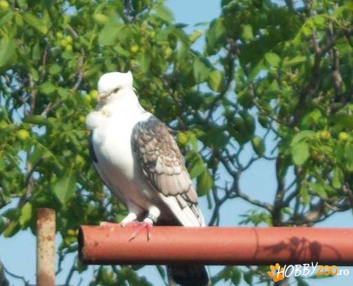 Pereche de porumbei satinati