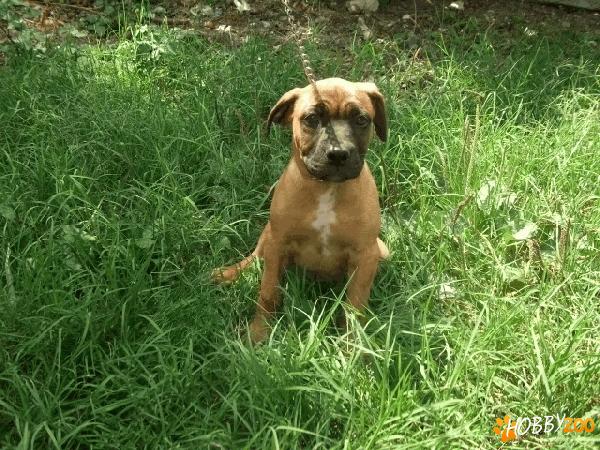 pui tosa inu
