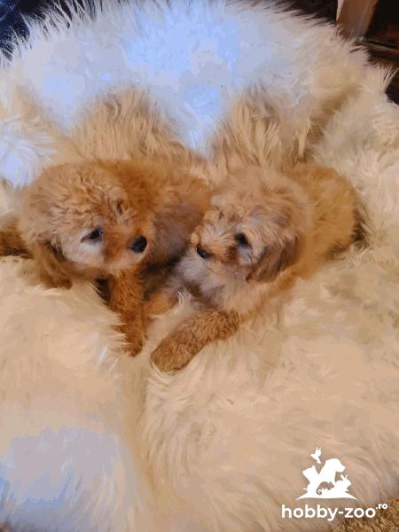 Labradoodle catelusi de vanzare