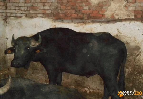 Taur de bivol bland