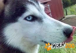 Am pierdut Husky Siberian