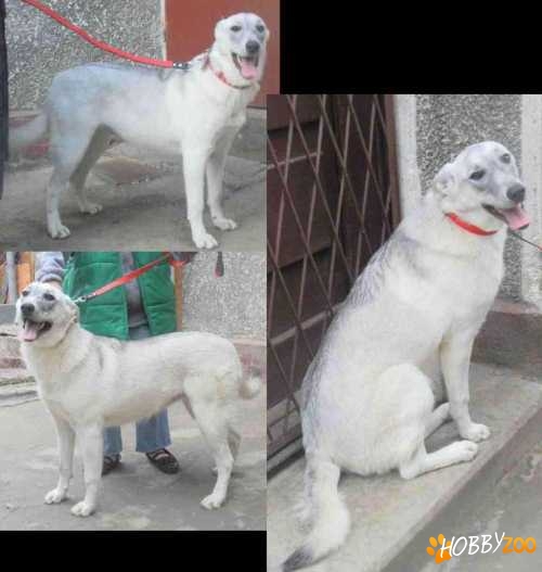 Metis HUSKY spre adoptie