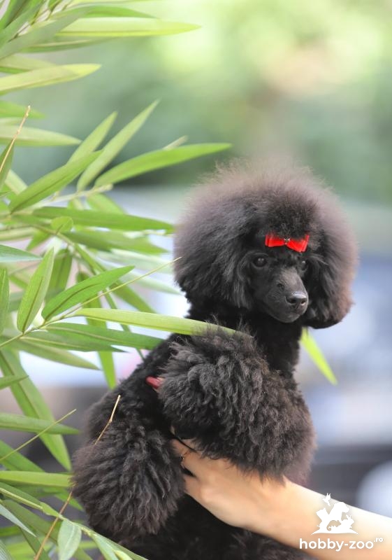 Caniche jucărie catelusa femela