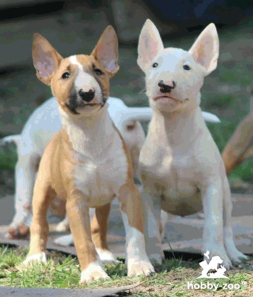 Bull Terrier standard cățeluși